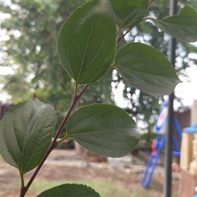 Photo of the plant species Indian Jujube by @YokeBankcatclaw named Navajo on Greg, the plant care app