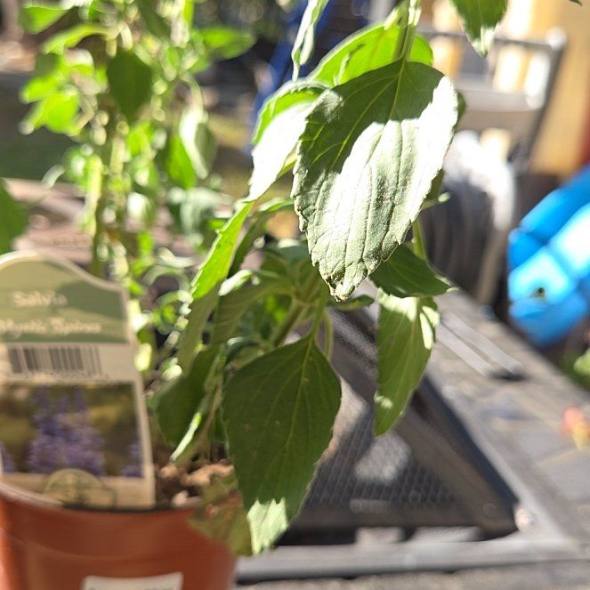 Photo of the plant species Chia by @YokeBankcatclaw named Dolores on Greg, the plant care app