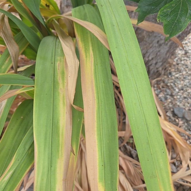 Photo of the plant species New Zealand Rock Lily by @YokeBankcatclaw named Nemo on Greg, the plant care app