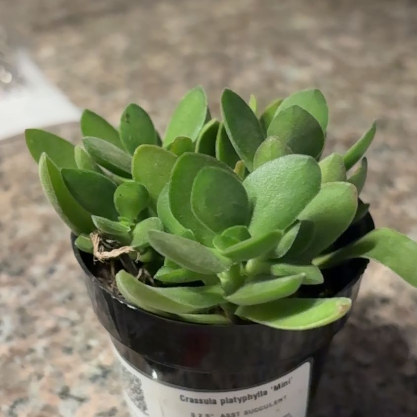 Photo of the plant species Crassula platyphylla 'Mini' by @CommendableFord named Denali on Greg, the plant care app