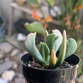 Photo of the plant species Elkhorn Plant by @EffectiveBlinks named Harmony on Greg, the plant care app