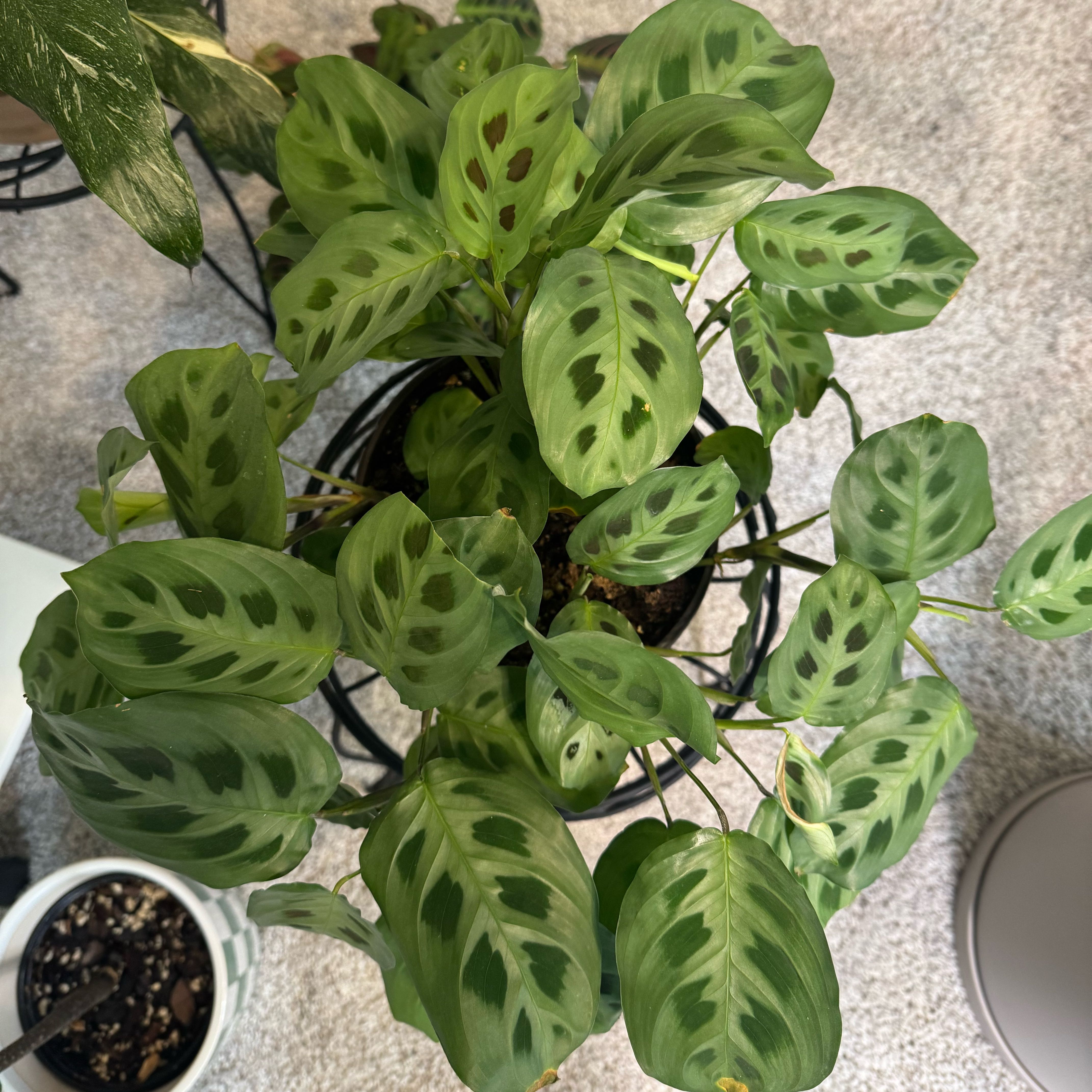 Photo of the plant species Rabbit Tracks by @WizardAgave named Zeus on Greg, the plant care app