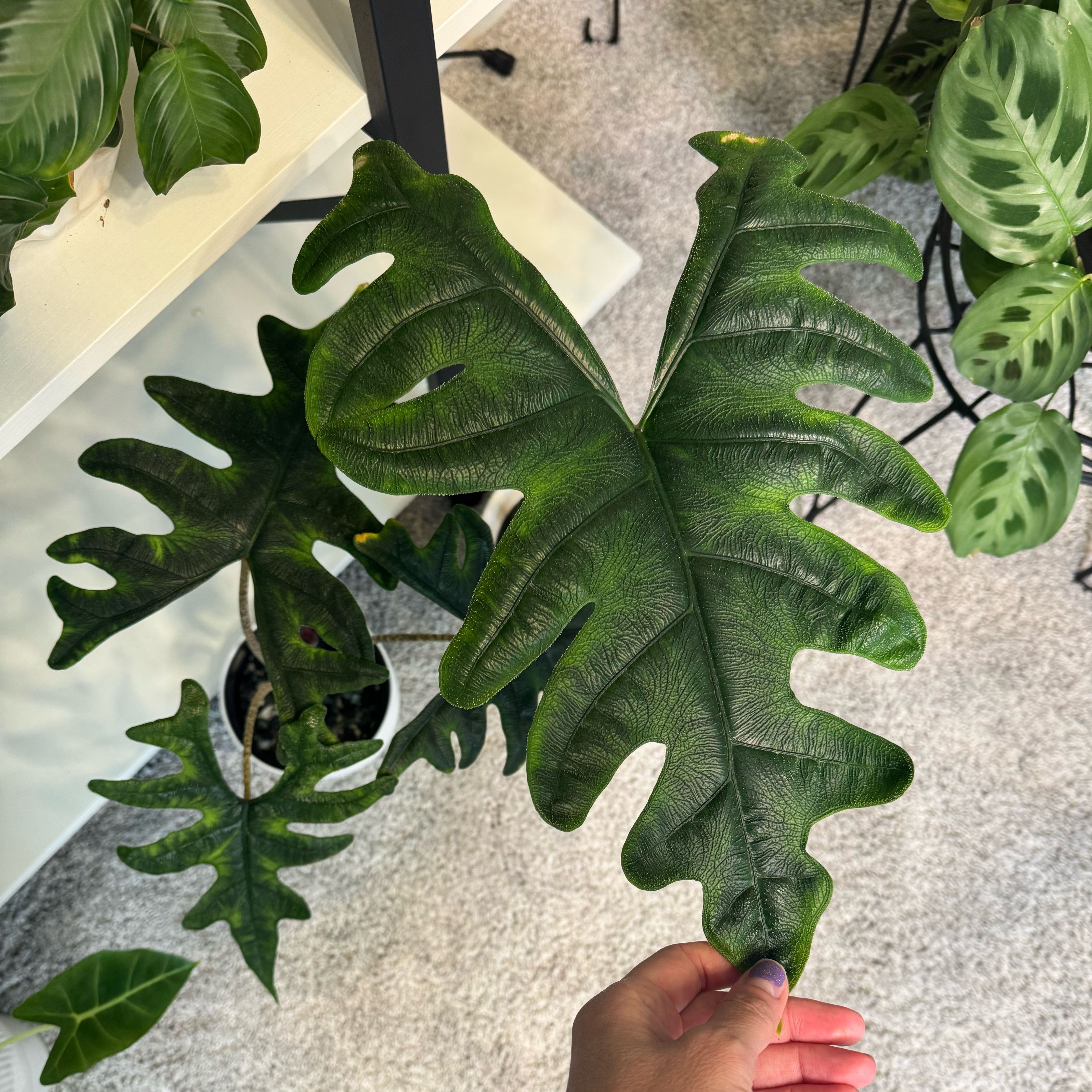Photo of the plant species Alocasia Tundurusa by @WizardAgave named Bella on Greg, the plant care app