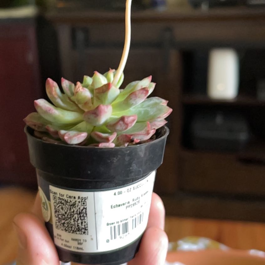 Photo of the plant species Echeveria 'Ruby Kissed' by @SoigneChamise59 named Luna on Greg, the plant care app