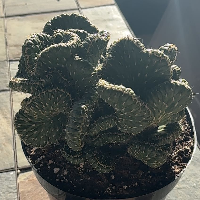 Photo of the plant species Emerald Idol Opuntia by @PrettyPaleflax named Madonna on Greg, the plant care app