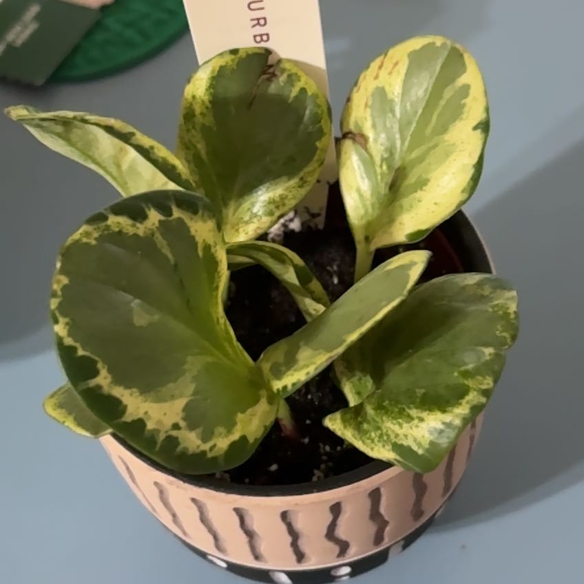 Photo of the plant species Peperomia sprucei by @DoughtyRhodotus named Robert Plant on Greg, the plant care app