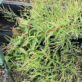 Photo of the plant species Purpleleaf Willowherb by @LightMarestail named Dolores on Greg, the plant care app