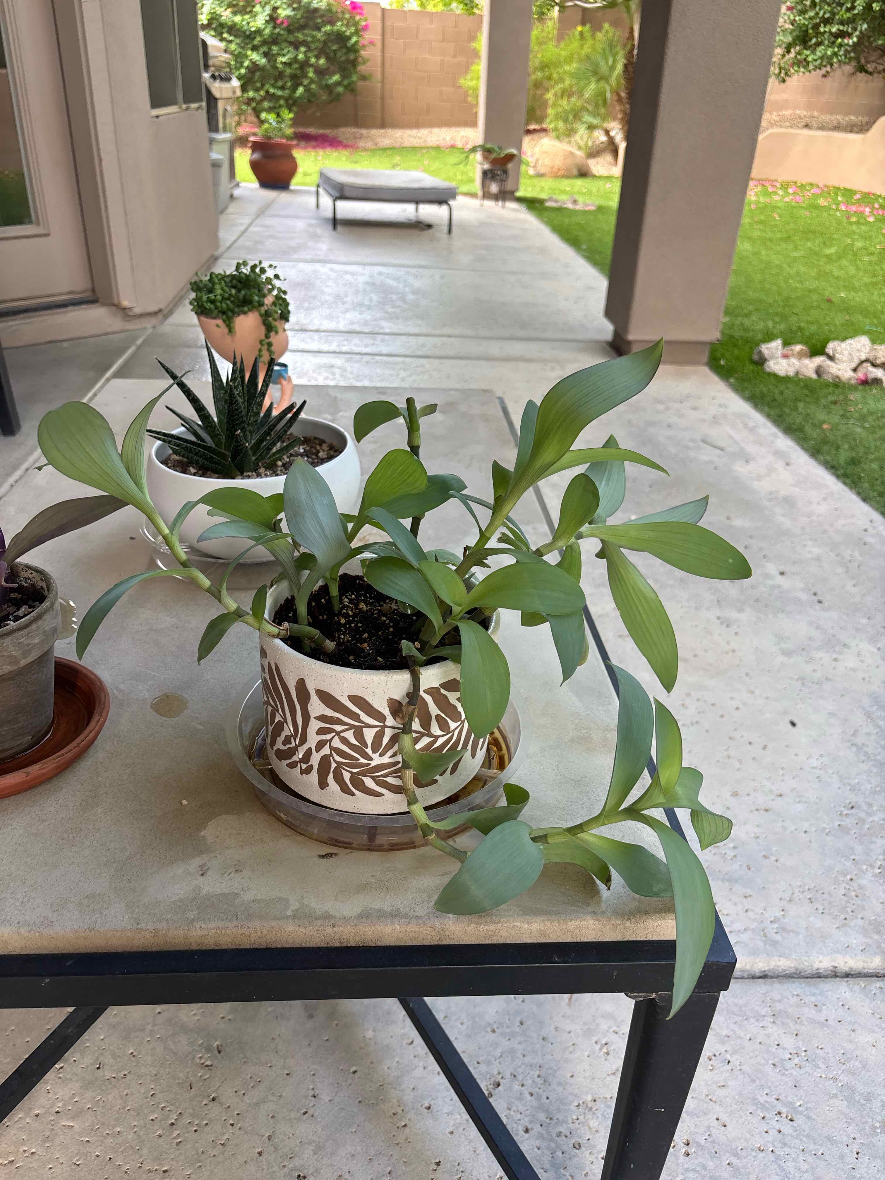 Photo of the plant species Tradescantia by @Anabananaaz named Aria on Greg, the plant care app