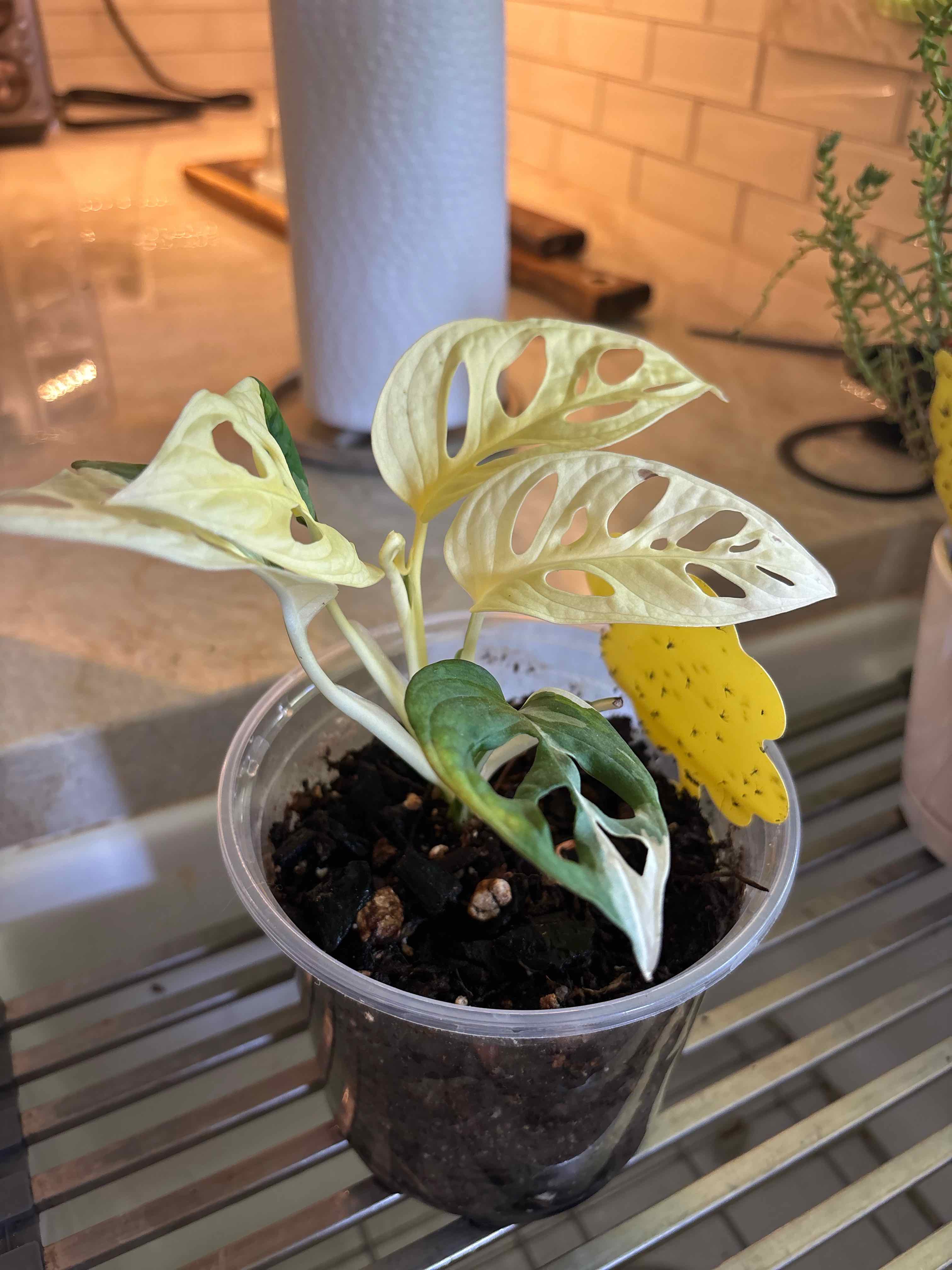 Photo of the plant species Variegated Swiss Cheese Plant by @Anabananaaz named Plato on Greg, the plant care app