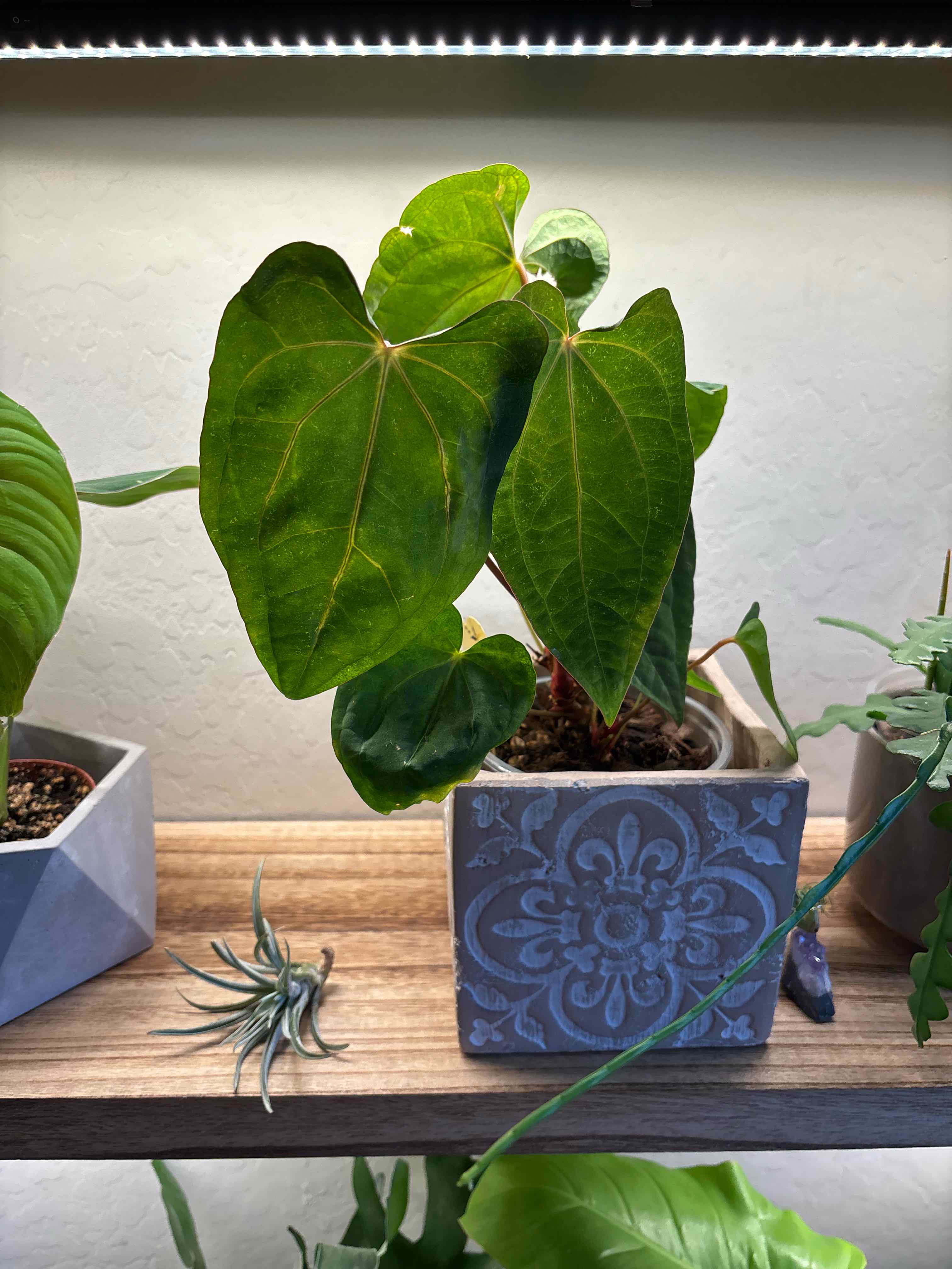 Photo of the plant species Anthurium Dark Phoenix x Magnificum by @Anabananaaz named Aristotle on Greg, the plant care app