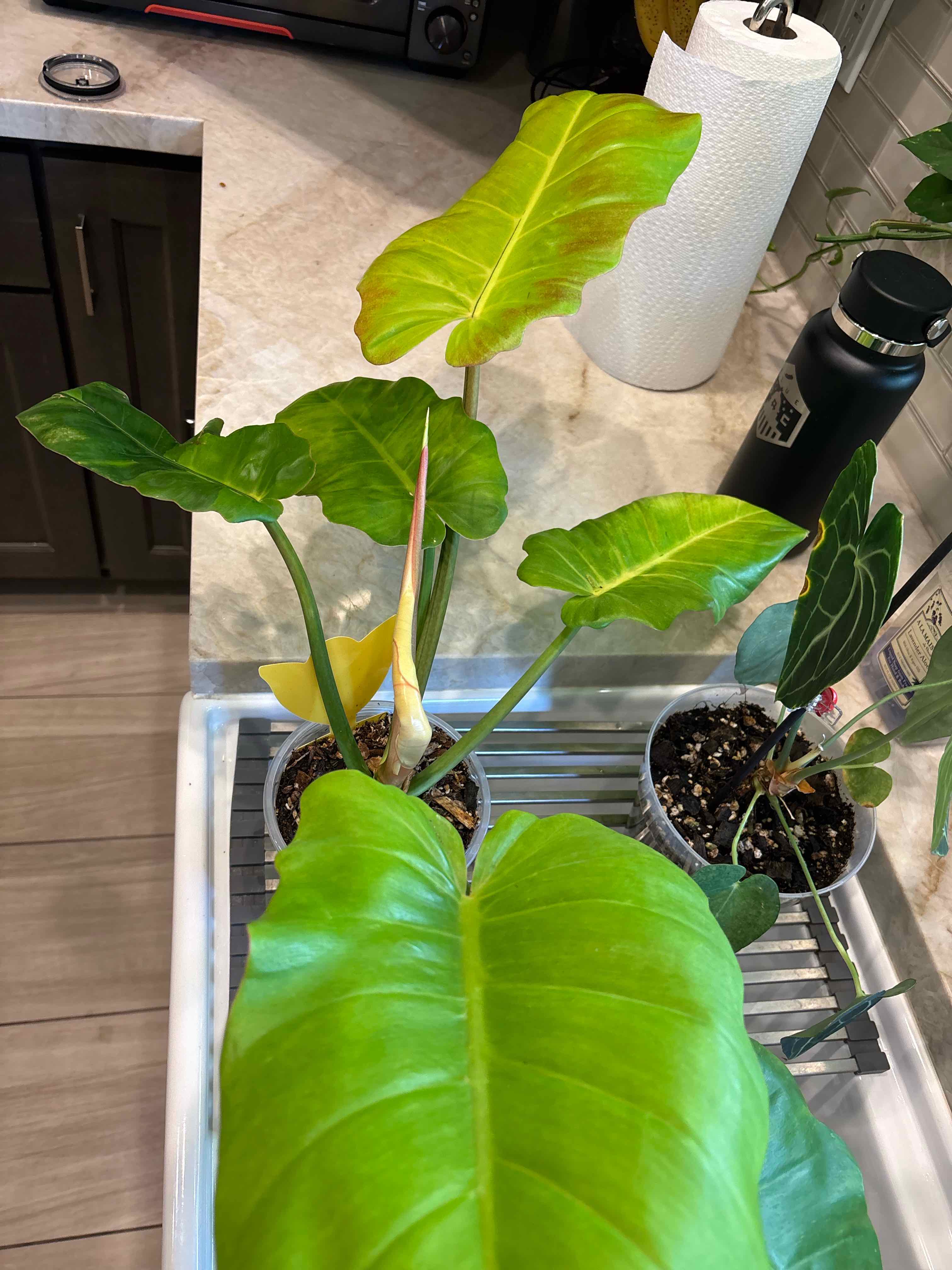 Photo of the plant species Jungle Fever Philodendron by @Anabananaaz named Sawadee Ka on Greg, the plant care app
