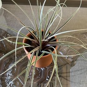 Photo of the plant species Tillandsia Cyanea by @Anabananaaz named Nemo on Greg, the plant care app