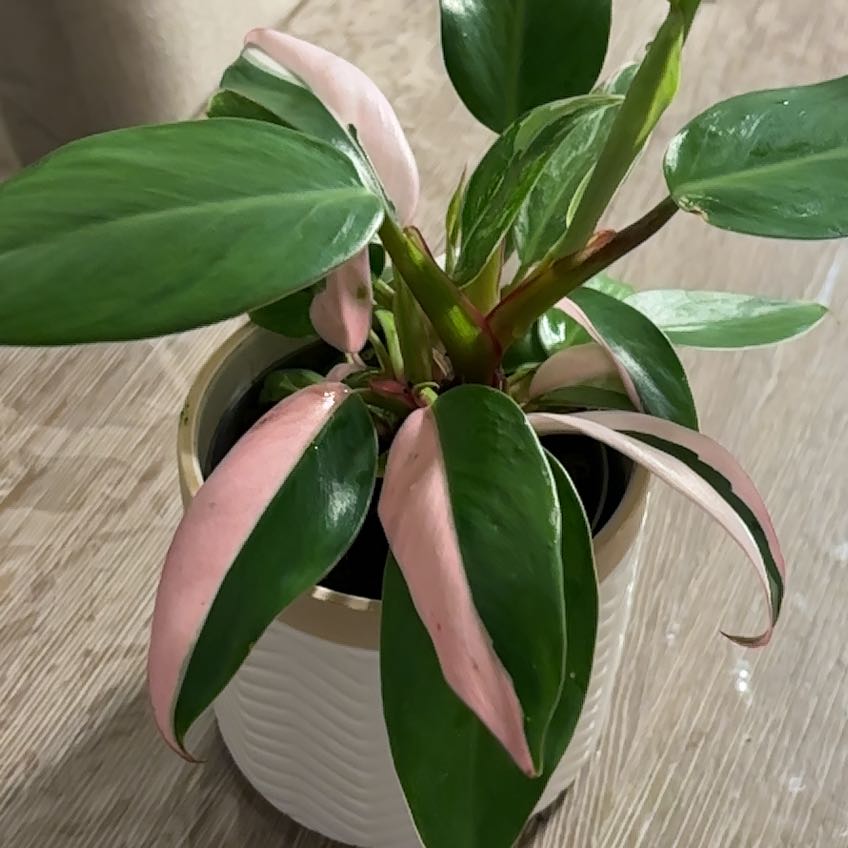 Photo of the plant species Tricolor White Princess by @Anabananaaz named Barbie girl on Greg, the plant care app
