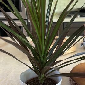 Photo of the plant species Dragon Tree by @Anabananaaz named Darcy on Greg, the plant care app