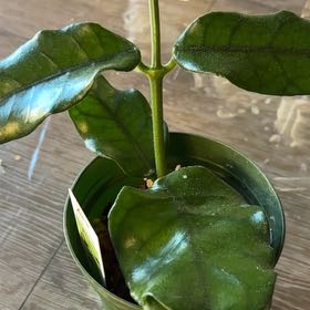 Photo of the plant species Hoya globulosa by @Anabananaaz named Glóbulos on Greg, the plant care app