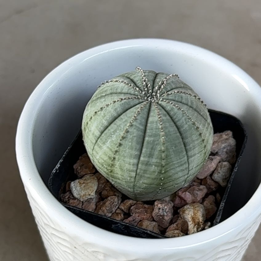 Photo of the plant species Baseball Plant by @Anabananaaz named Tupot amaroot on Greg, the plant care app