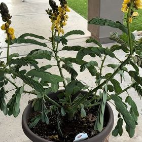 Photo of the plant species Popcorn plant by @Anabananaaz named Popcorn on Greg, the plant care app