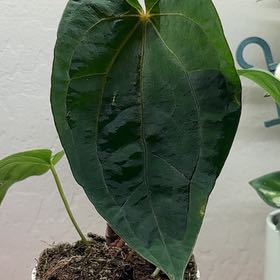 Photo of the plant species Anthurium Dark Phoenix x Magnificum by @Anabananaaz named Aristotle on Greg, the plant care app