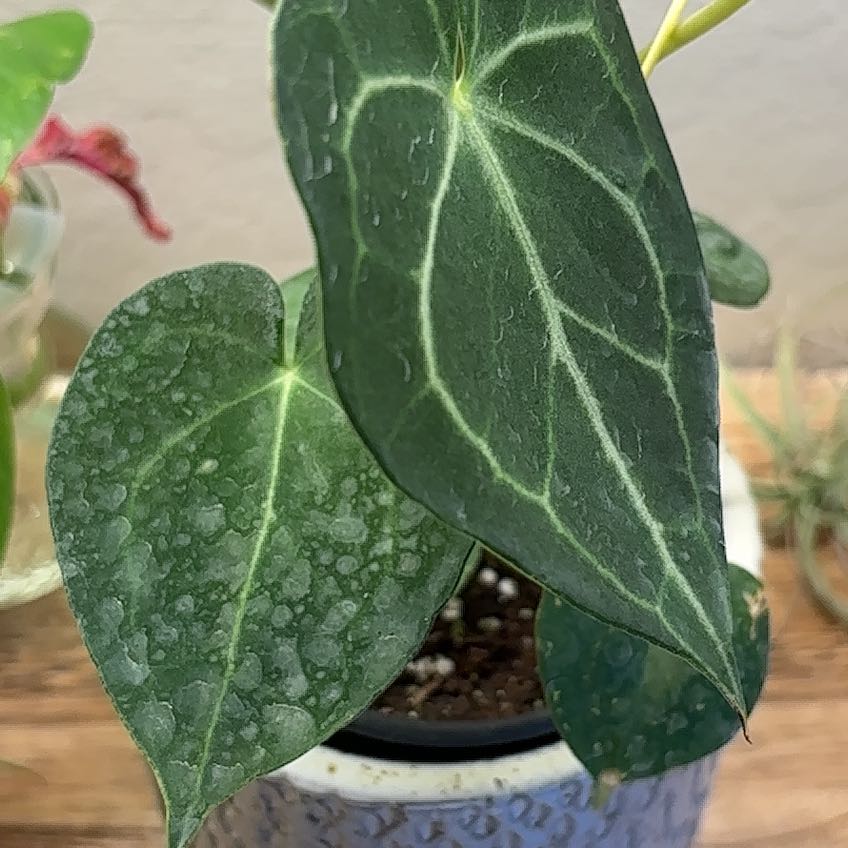 Photo of the plant species Anthurium Clarinervium x Bintang Kejora by @Anabananaaz named Mina on Greg, the plant care app