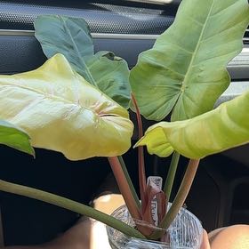 Photo of the plant species Jungle Fever Philodendron by @Anabananaaz named Sawadee Ka on Greg, the plant care app