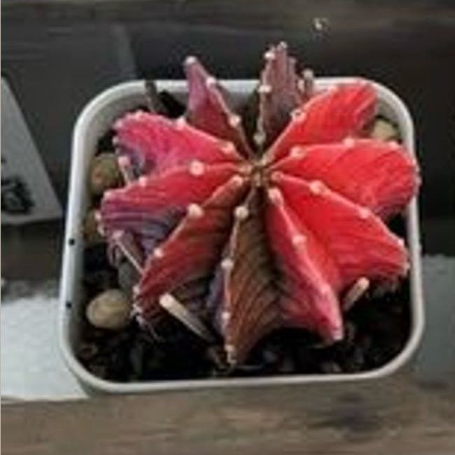 Photo of the plant species Variegated Moon Cactus by @Anabananaaz named Sofy moon cactus on Greg, the plant care app