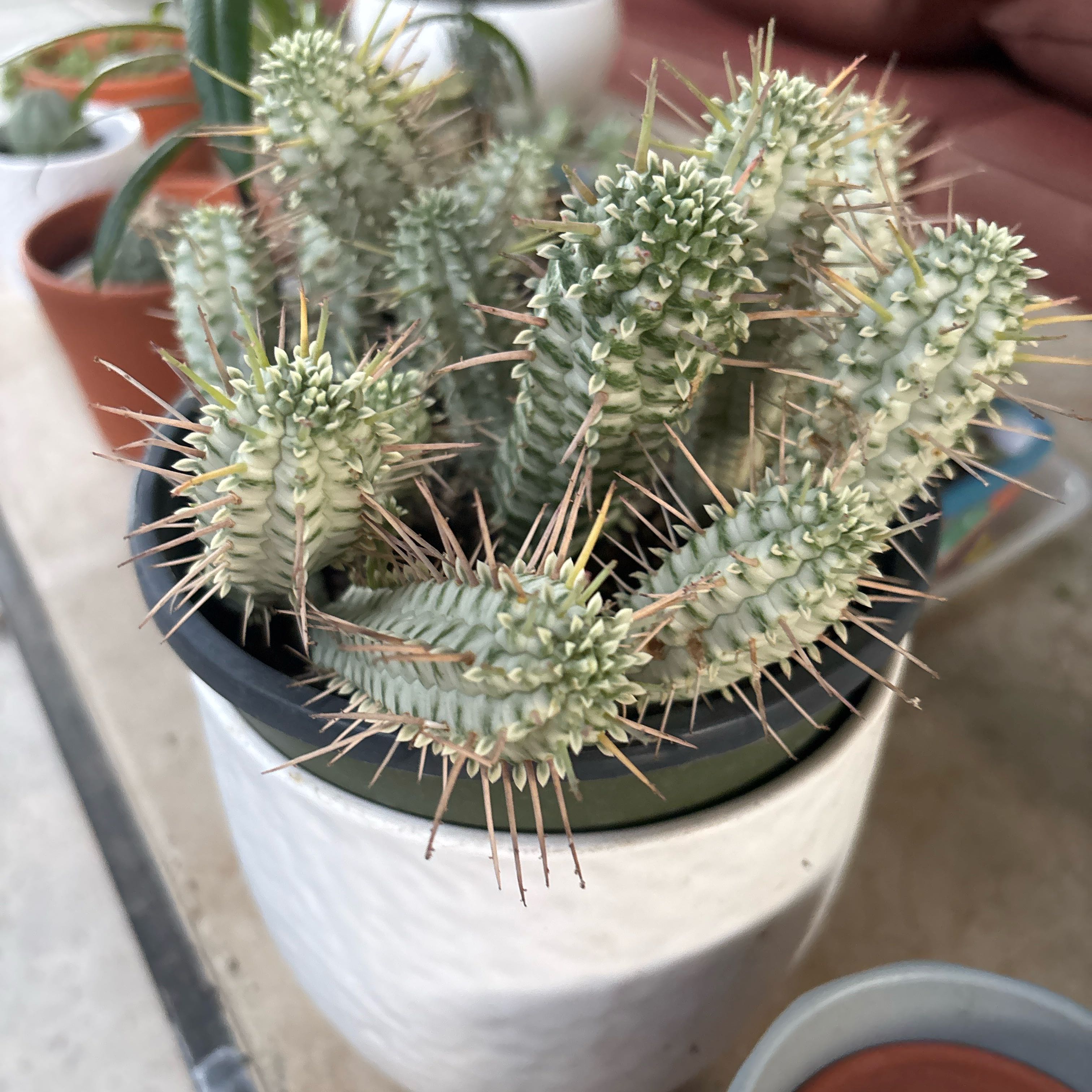 Photo of the plant species Variegated Corncob Cactus by @Anabananaaz named Harry on Greg, the plant care app