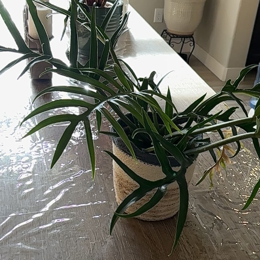 Photo of the plant species Philodendron tortum by @Anabananaaz named Messi on Greg, the plant care app