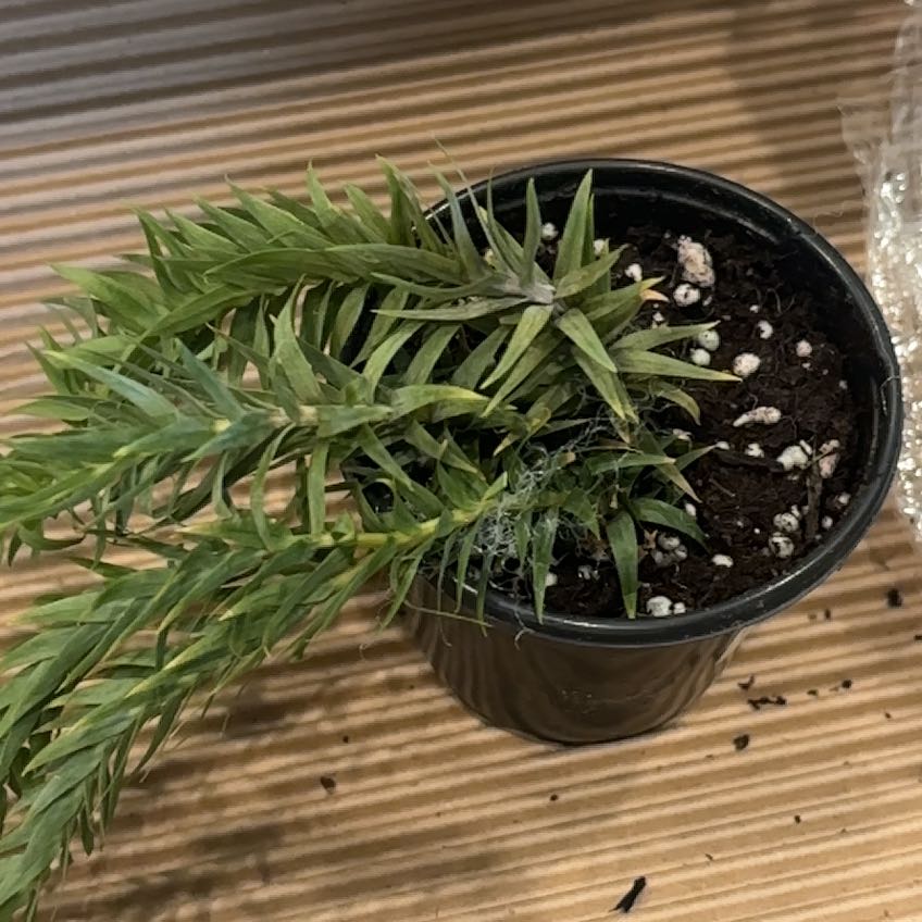 Photo of the plant species Huperzia by @Anabananaaz named Rapunzel on Greg, the plant care app