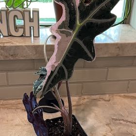 Photo of the plant species Alocasia by @Anabananaaz named Nobel one on Greg, the plant care app