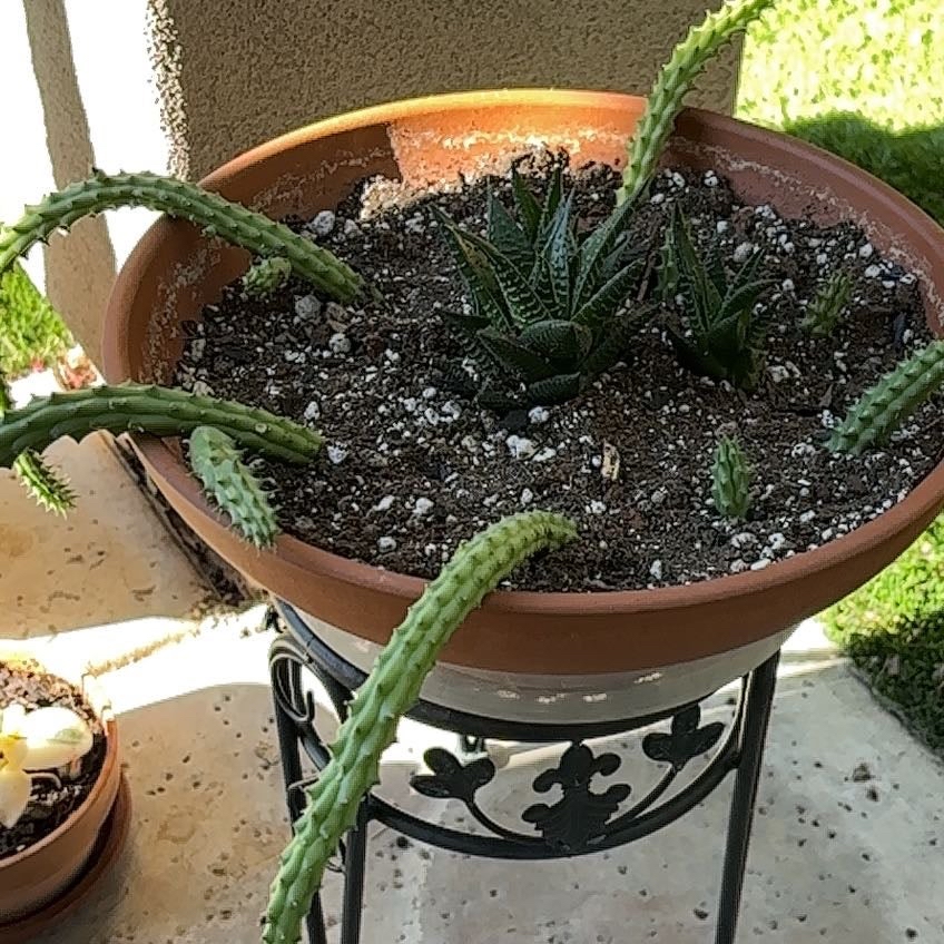 Photo of the plant species Huernia macrocarpa by @Anabananaaz named James Dean on Greg, the plant care app