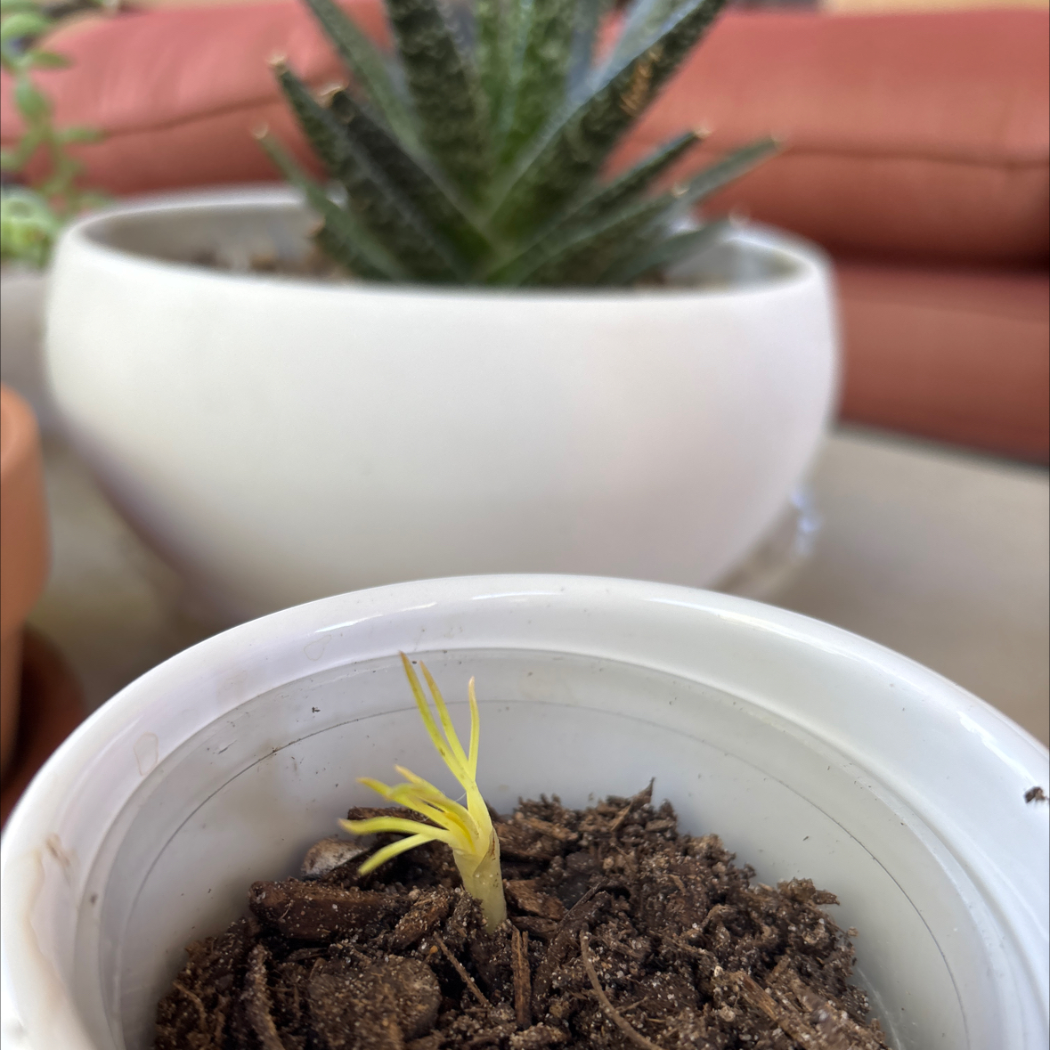 Photo of the plant species Twisted Bulbine by @Anabananaaz named Homer on Greg, the plant care app