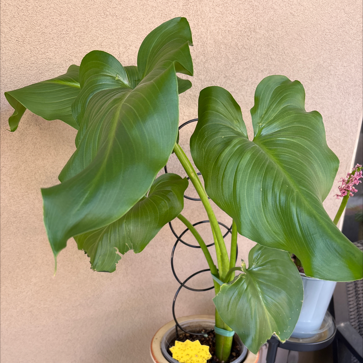 Photo of the plant species White Calla Lily by @Anabananaaz named Keanu Leaves on Greg, the plant care app