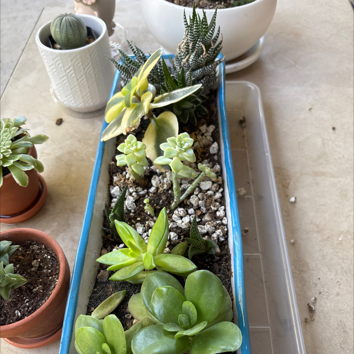 Photo of the plant species Crowded Haworthia by @Anabananaaz named Lebron on Greg, the plant care app