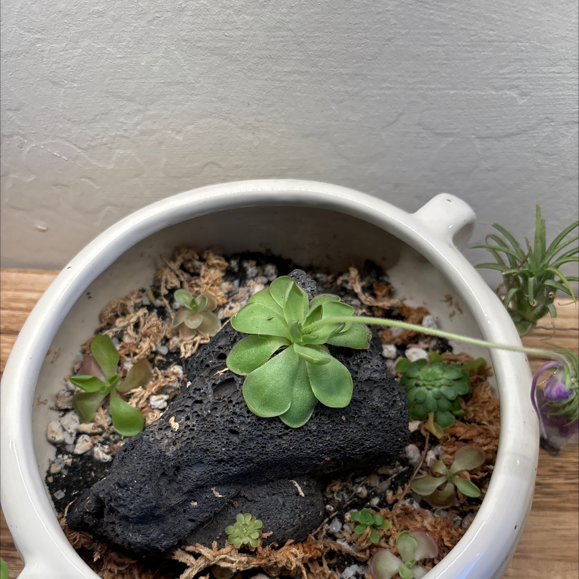 Photo of the plant species Mexican Butterwort by @Anabananaaz named Cookie Flan Churro on Greg, the plant care app