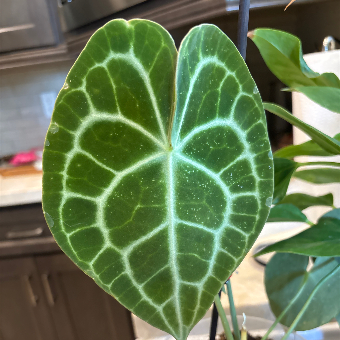 Photo of the plant species Anthurium Clarinervium x Bintang Kejora by @Anabananaaz named Mina on Greg, the plant care app