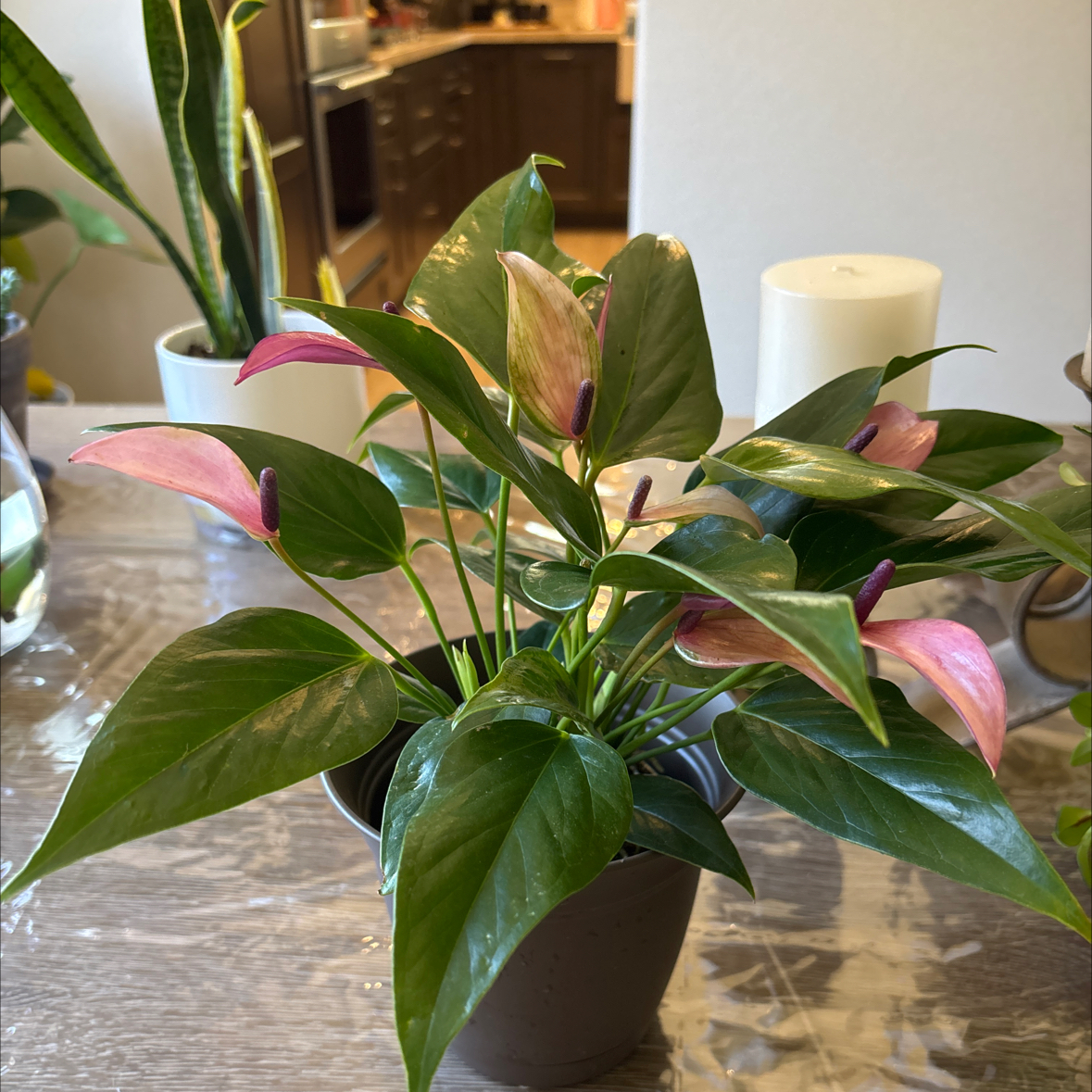 Photo of the plant species Anthurium Purple by @Anabananaaz named Orlando Bloom on Greg, the plant care app