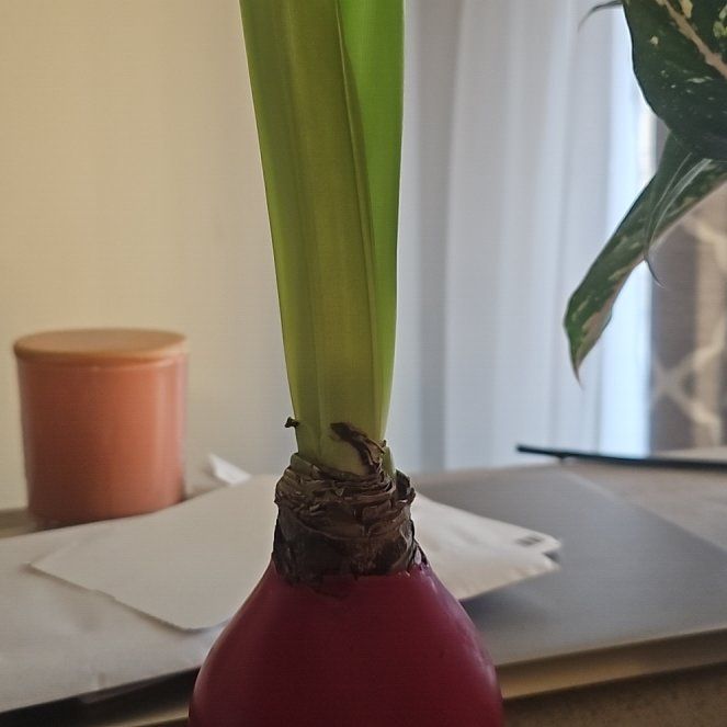 Photo of the plant species Waxed Ameryllis by @YoungWeepingfig named Zeus on Greg, the plant care app