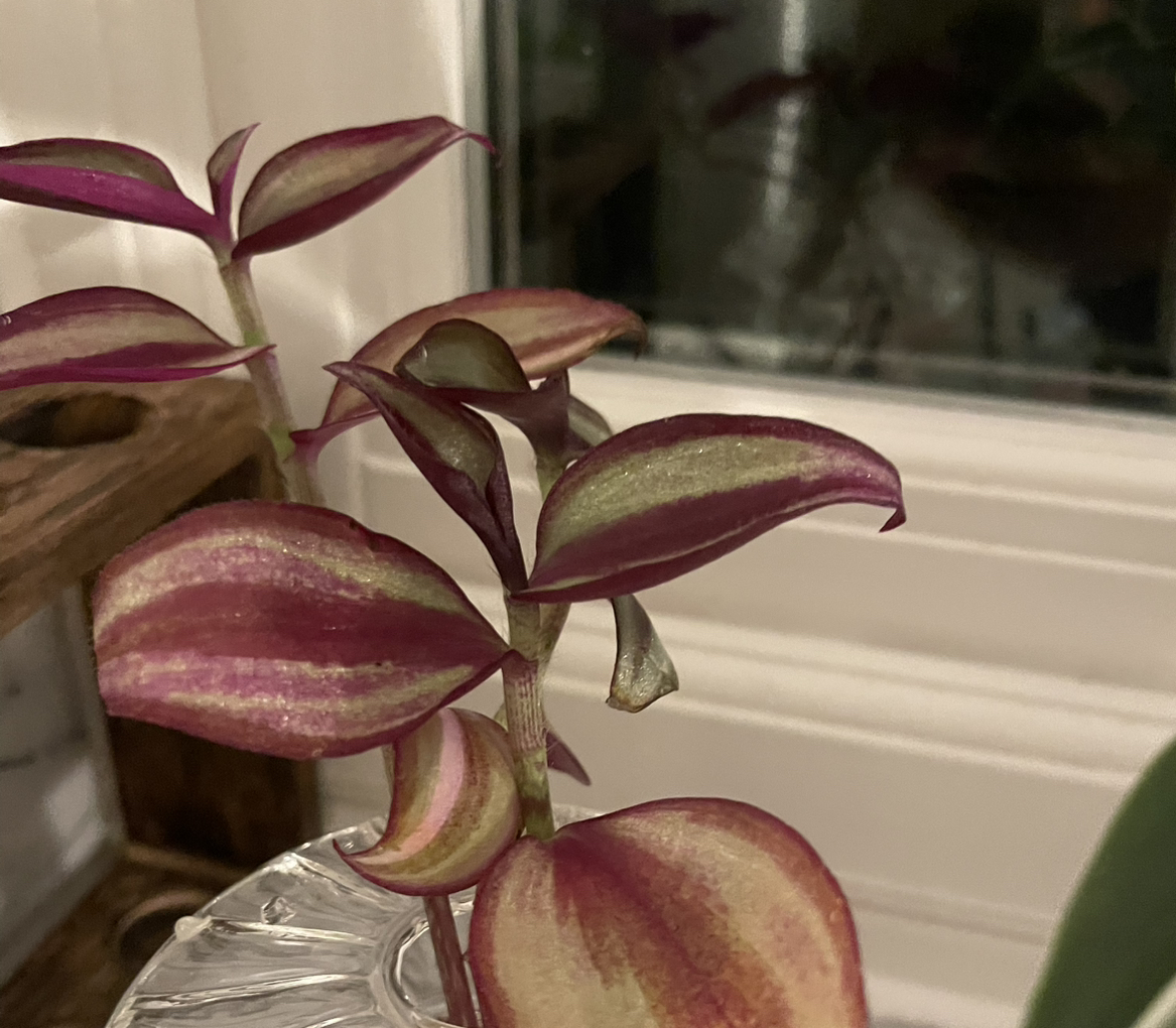 Photo of the plant species Tradescantia Zebrina Quadricolor by @AvidFanpalm13 named Denali on Greg, the plant care app