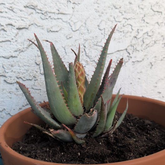 Photo of the plant species Blue Aloe by @IconArugula54 named Olivia on Greg, the plant care app