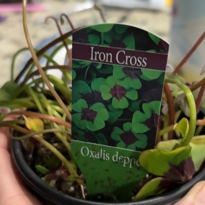 Photo of the plant species Iron Cross by @FieryPondapple2 named Navajo on Greg, the plant care app