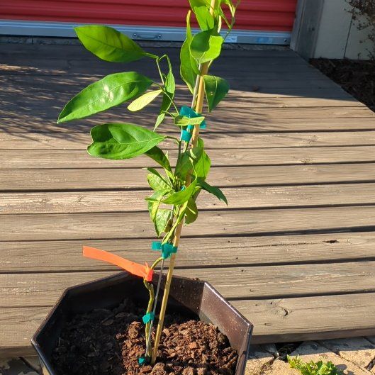 Photo of the plant species Owari Satsuma Mandarin Tree by @DaringlyMint8 named Manny on Greg, the plant care app