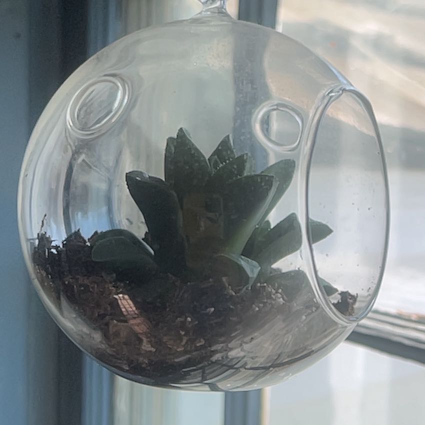 Photo of the plant species Haworthia mirabilis by @FavoriteCarrot4 named Denali on Greg, the plant care app