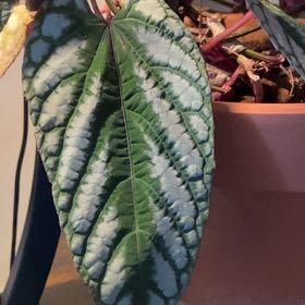 Photo of the plant species Ciccus discolor by @RoundTemptation named Winston on Greg, the plant care app