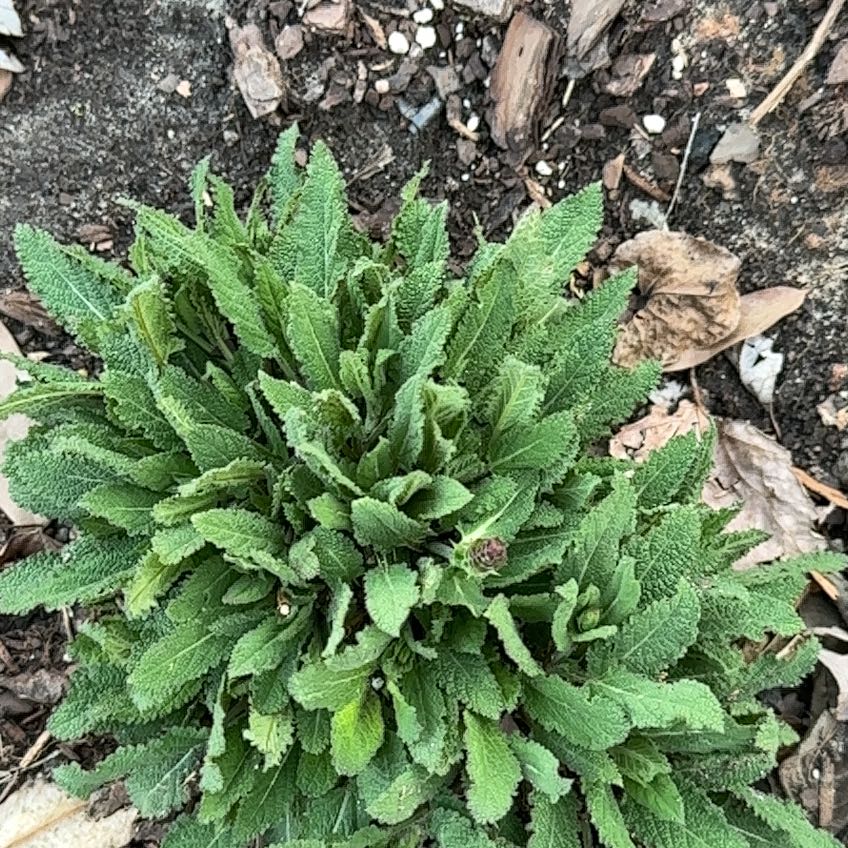 Photo of the plant species Pretty Jacob's-Ladder by @RootedPuriri31 named Figyonce on Greg, the plant care app