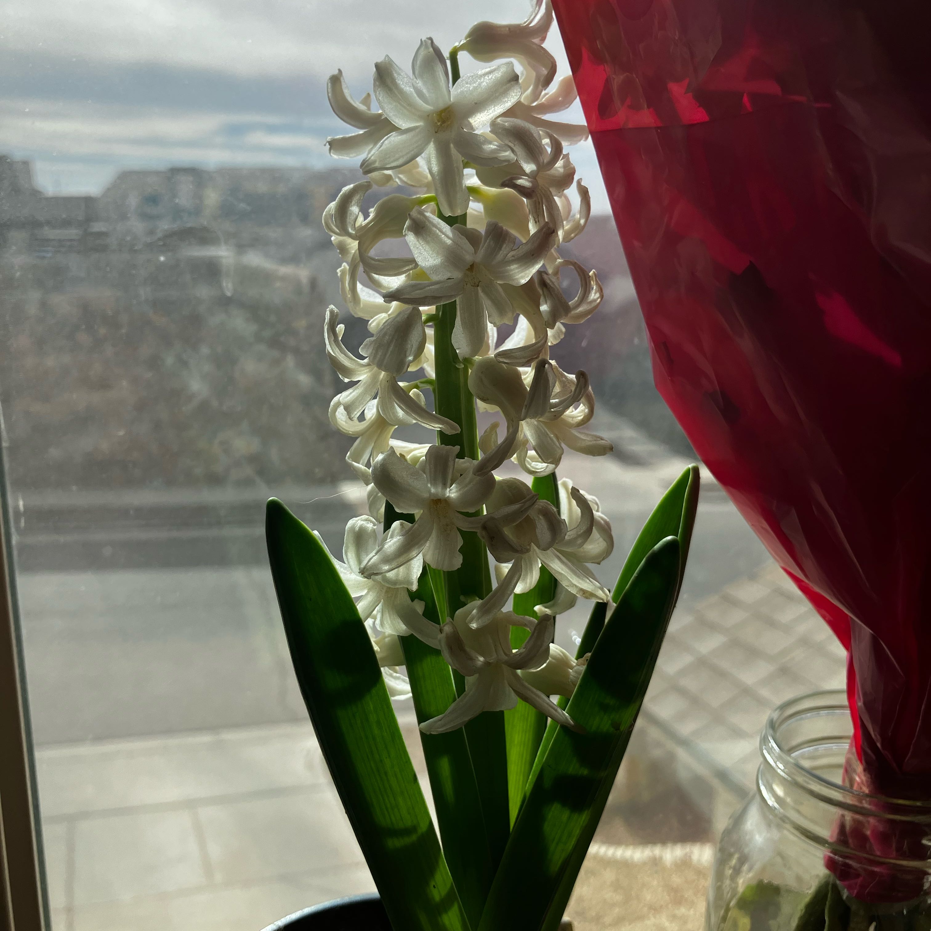 Photo of the plant species White Pearl Hyacinth by @SavvyPyrethrum3 named Pearla on Greg, the plant care app