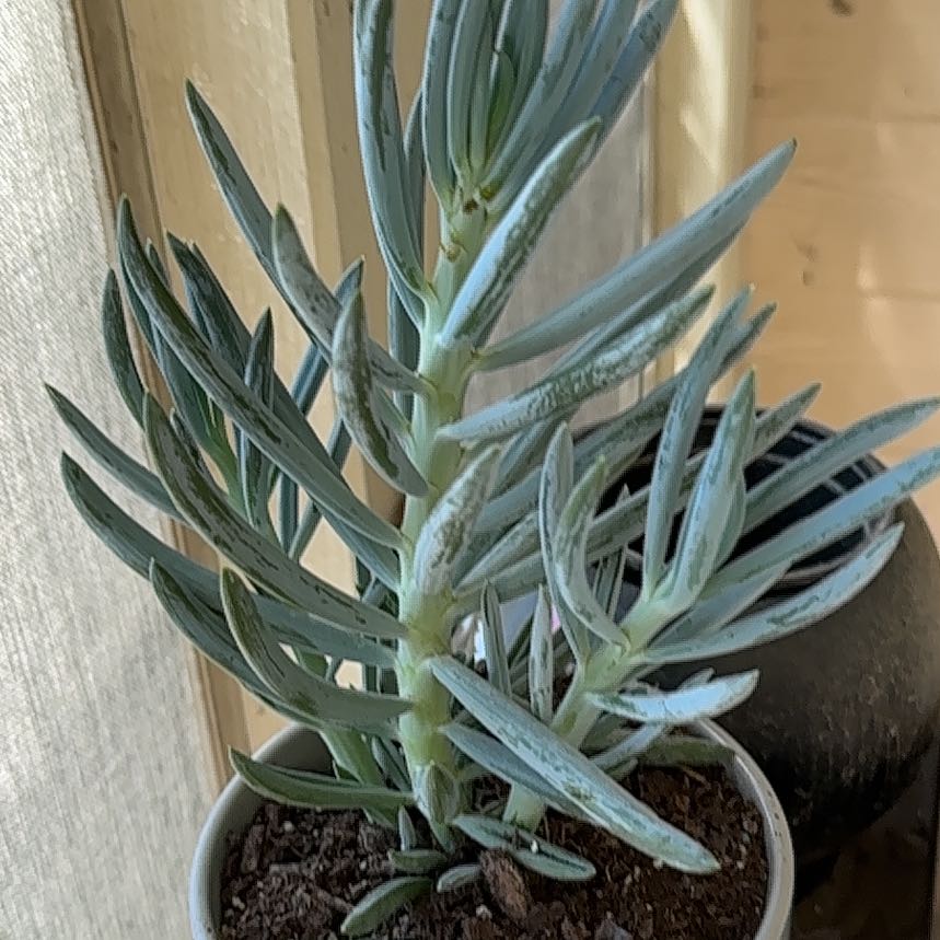 Photo of the plant species Blue Chalksticks by @DesiredWaxivy83 named Kendrick on Greg, the plant care app