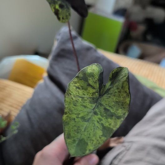 Photo of the plant species elephant ear mojito by @ManlyOlneya named Gohan on Greg, the plant care app