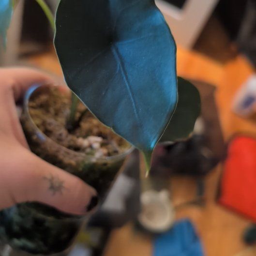 Photo of the plant species Alocasia Purple Cloak by @ManlyOlneya named Riku on Greg, the plant care app