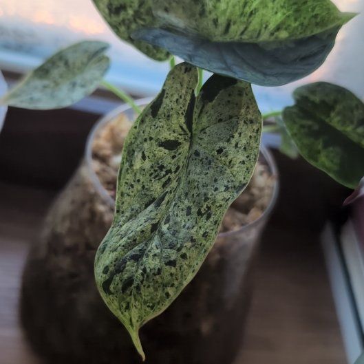 Photo of the plant species Alocasia Dragon Scale Mint by @ManlyOlneya named Piccolo on Greg, the plant care app