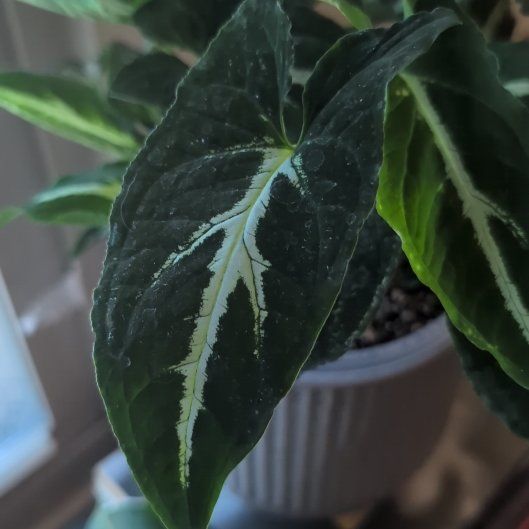 Photo of the plant species Syngonium wendlandii by @ManlyOlneya named The Spine on Greg, the plant care app